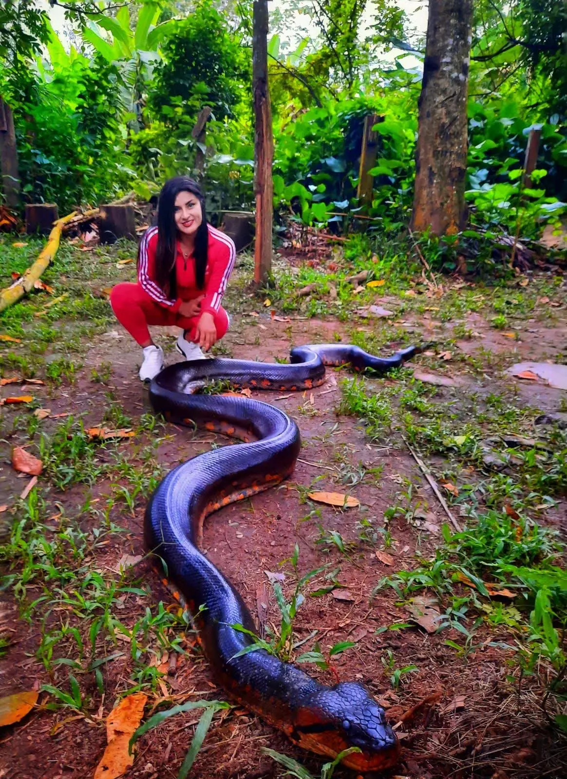 Visitante junto a una anaconda en un claro de la selva