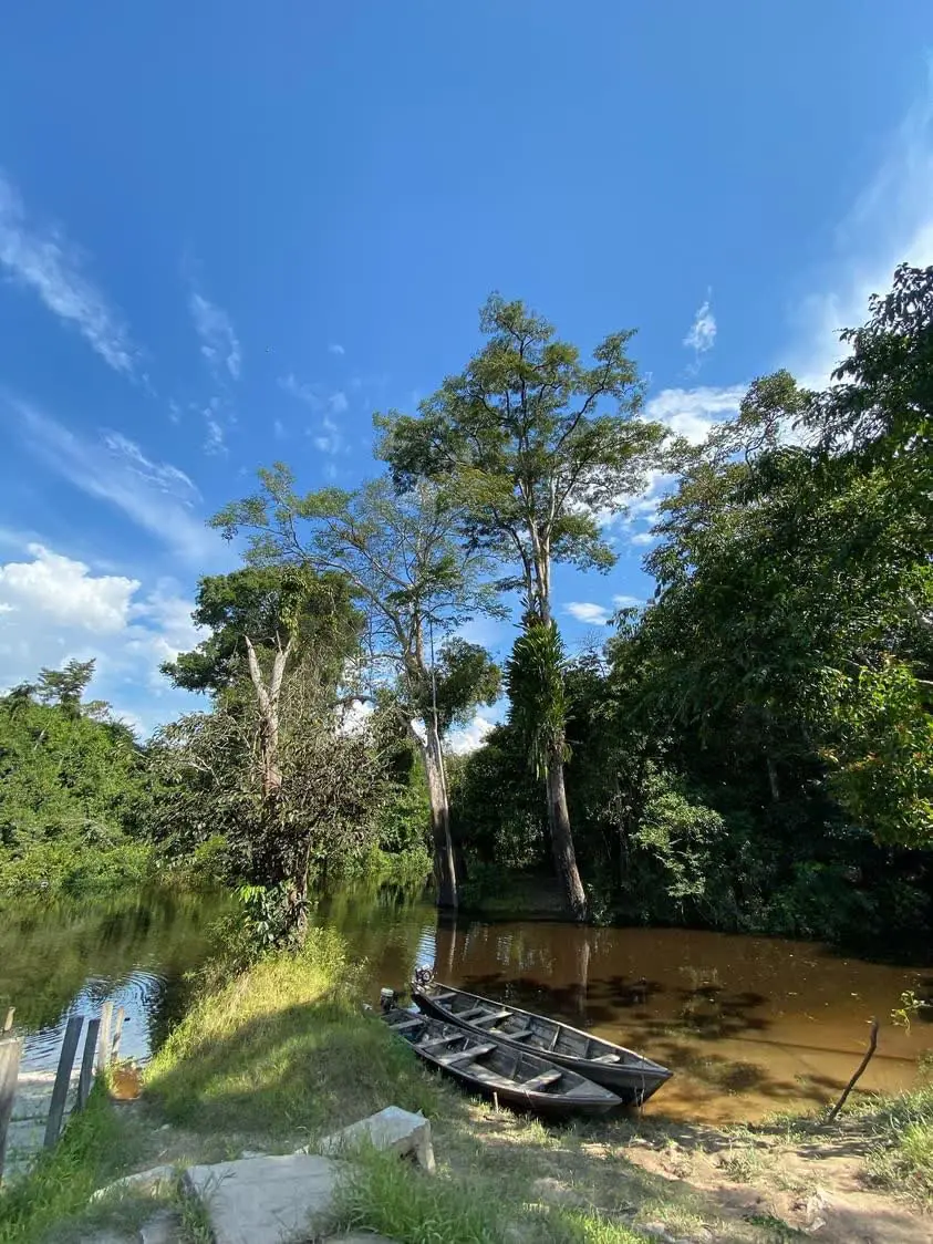 Botes de madera amarrados junto a árboles altos a la orilla de una quebrada