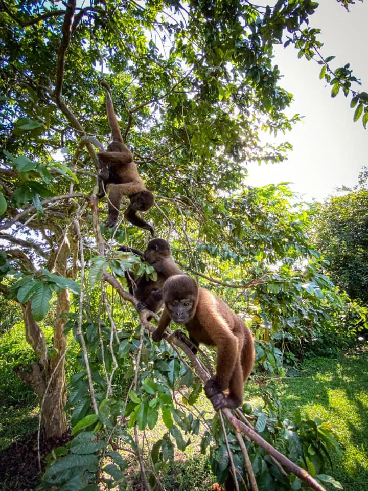 Monos choro trepando entre las ramas de un árbol